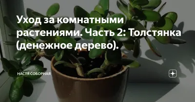 Урок 12. Денежное дерево (толстянка): привлекаем богатство | СветланаМирная  | Дзен