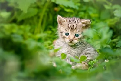 Фон рабочего стола где видно молодой леопард, дикие животные, фото, Young  leopard, wild animals, photo