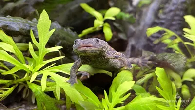 Обои капибара, животное, камни, вода, листья картинки на рабочий стол, фото  скачать бесплатно