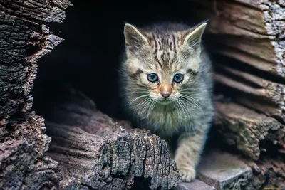 Обои Азиатский золотой кот Животные Дикие кошки, обои для рабочего стола,  фотографии азиатский, золотой, кот, животные, дикие, кошки, морда Обои для рабочего  стола, скачать обои картинки заставки на рабочий стол.