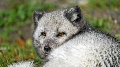 Обои Животные Дикие кошки, обои для рабочего стола, фотографии животные,  дикие, кошки, злюка, песчаный, кот Обои для рабочего стола, скачать обои  картинки заставки на рабочий стол.