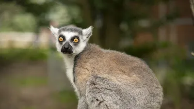 Обои Животные Дикие кошки, обои для рабочего стола, фотографии животные,  дикие, кошки, мама, малыш Обои для рабочего стола, скачать обои картинки  заставки на рабочий стол.