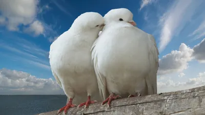 Обои birds, doves, dove, птицы, Голуби, голуби на рабочий стол