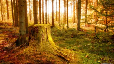 Обои 1920x1080, фото природы, обои природа 1920x1080, скачать обои высокого  качества