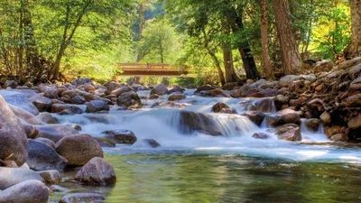 Фон рабочего стола где видно лес, ночь, цветные деревья, природа, ultra hd  4k wallpaper