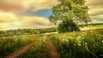 Изображение Обои природа, горы, лес на рабочий стол. на рабочий стол hd