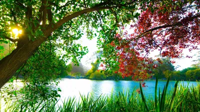 Nature Lake HD Wallpaper
