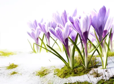 Image Snow Flowers Crocuses Closeup 4360x3200