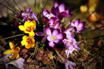 Обои цветы, первоцвет, крокусы, flowers, primrose для рабочего стола #11588