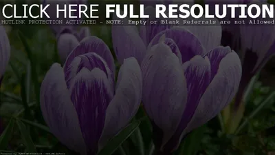 Обои Милые крокусы 1920х1080 Full HD картинки на рабочий стол фото скачать  бесплатно
