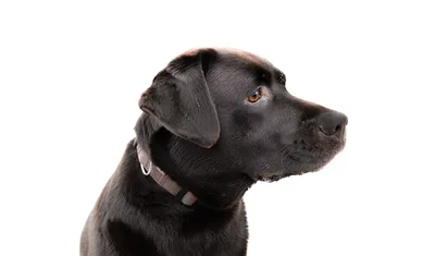 Обои лабрадор ретривер, щенок, labrador retriever на рабочий стол