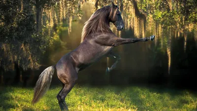 Картинка Зима, сани, красивые, лошади, снег HD фото, обои для рабочего стола