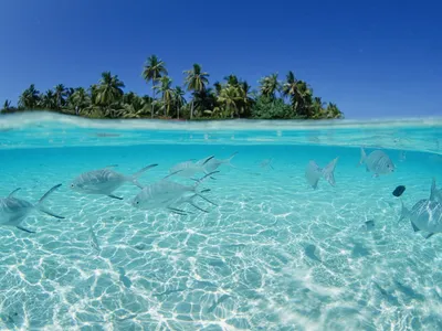 Обои Angsana Ihuru, Maldives Природа Тропики, обои для рабочего стола,  фотографии angsana, ihuru, maldives, природа, тропики, мальдивы, остров,  пальмы, мостик, океан Обои для рабочего стола, скачать обои картинки  заставки на рабочий стол.