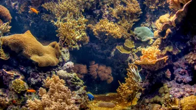 Обои море, морское дно, пейзаж, подводный мир картинки на рабочий стол,  фото скачать бесплатно