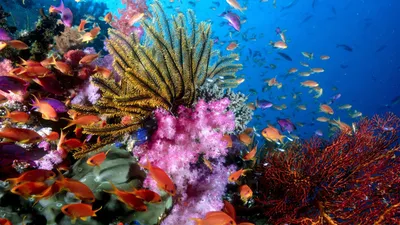 Обои на рабочий стол Морское дно - 65 фото