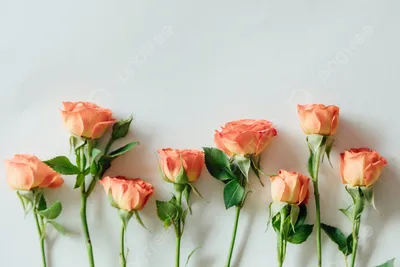 Цветы, Натюрморт, Букет - заставка на рабочий стол | Скачать Лучшие  Бесплатно картинки