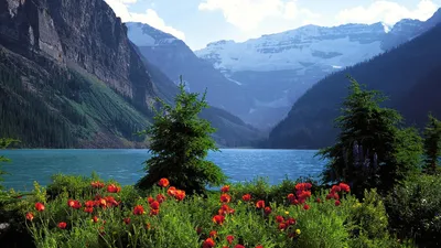 Цветы озеро, горы, маки, лес фото, обои на рабочий стол
