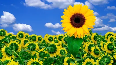 Подсолнухи (34 обоев) » Смотри Красивые Обои, Wallpapers, Красивые обои на рабочий  стол