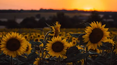 Обои Цветы Подсолнухи, обои для рабочего стола, фотографии цветы, подсолнухи,  подсолнух Обои для рабочего стола, скачать обои картинки заставки на рабочий  стол.