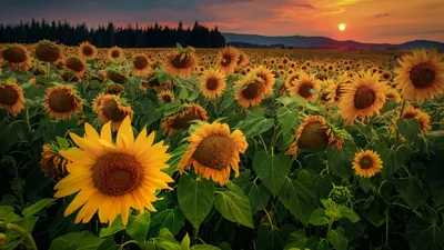 Обои Цветы Подсолнухи, обои для рабочего стола, фотографии цветы, подсолнухи,  подсолнух, пчела, муравей Обои для рабочего стола, скачать обои картинки  заставки на рабочий стол.