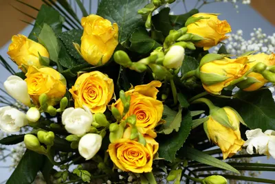 Фон рабочего стола где видно роза, цветок, куст, бутон, природа, весна,  rose, flower, bush, bud, nature, spring
