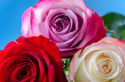 Обои цветы, бутоны, розы, букет, flowers для рабочего стола #138856