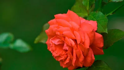 Красные розы обои для рабочего стола, картинки и фото - RabStol.net