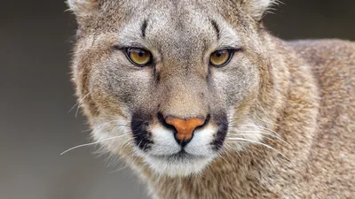 Download wallpaper blue eyes, Puma, Cougar, section animals in resolution  1400x1050