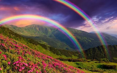 Обои Природа Радуга, обои для рабочего стола, фотографии природа, радуга,  деревья Обои для рабочего стола, скачать обои картинки заставки на рабочий  стол.