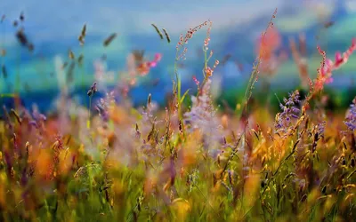 Обои Векторная графика Природа (nature), обои для рабочего стола,  фотографии векторная графика, природа , nature, трава, жук, лето, цветы,  бабочки Обои для рабочего стола, скачать обои картинки заставки на рабочий  стол.