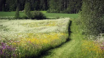 Обои лето, Париж, Эйфелева башня, море, пальмы, летняя природа обои для рабочего  стола