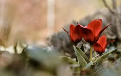 природа просыпается-ОБОИ- на рабочий стол-Весна бесплатно