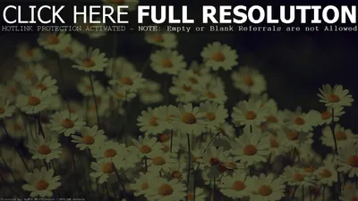Обои бутоны, лето, цветы, лепестки, тюльпаны, макро, flowers, трава, кусты  на рабочий стол