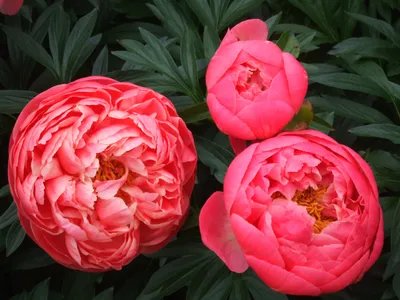 Обои цветы, лепестки, пионы, крупным планом, flowers для рабочего стола  #147446
