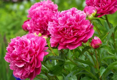 Руководство по выращиванию пионов - GreenMarket