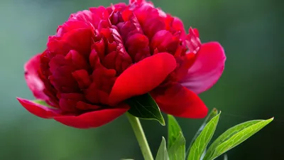 Скачать обои цветы, widescreen, обои, wallpaper, широкоформатные,  background, обои на рабочий стол, пионы, раздел цветы в разрешении 1920x1080