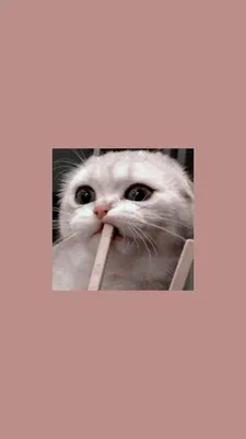 Картинки на рабочий стол tumblr