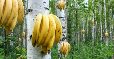 Искала обои на рабочий стол в стиле фэнтези на что гугл мне выдал это |  Пикабу