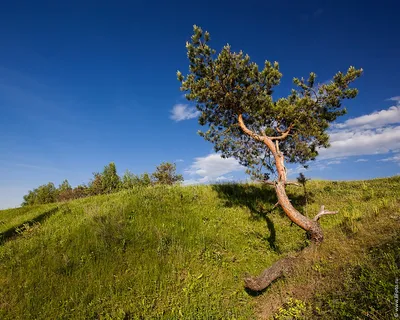Весна, цветы, вайб, атмосфера 💐 в 2023 г | Цветы, Подсолнухи, Белые цветы