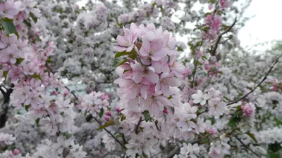 Обои на рабочий стол Цветы, весна, лето, яблоня, flowers, spring - Цветы -  Природа - Картинки, фотографии