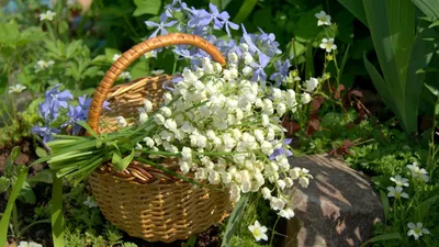 Обои природа весна. Обои весна | Природа, Весна, Обои