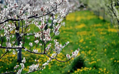 https://treepics.ru/9875-mai-mesiac-priroda