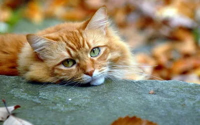 Картинки Кошки Осень рыжие смотрит Животные 2560x1828