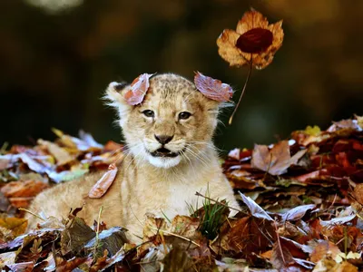 Animal Squirrel HD Wallpaper