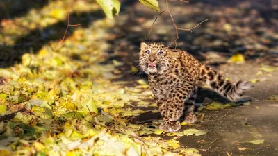 Обои Животные Коты, обои для рабочего стола, фотографии животные, коты,  взгляд, животное, осень, листья, кот, природа, котик Обои для рабочего стола,  скачать обои картинки заставки на рабочий стол.