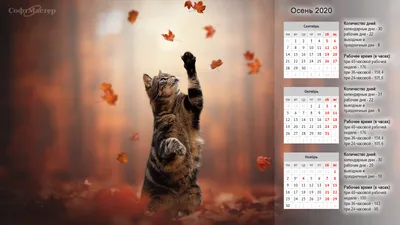 Обои лес, животные, осень, девушки, лиса для рабочего стола #128811