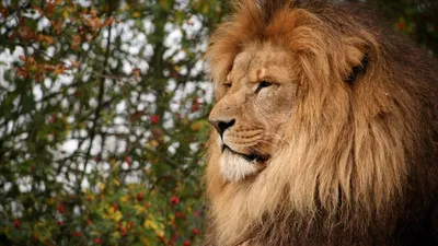 Кот в листьях, осень - Животные - Обои на рабочий стол - Галерейка