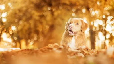 Скачать обои осень, животные, природа, ягоды, грибы, боке, белки, грызуны,  раздел животные в разрешении 2048x1152