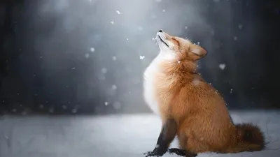 Обои зима, животные, снег, ограда, лошади, кони, природа на рабочий стол