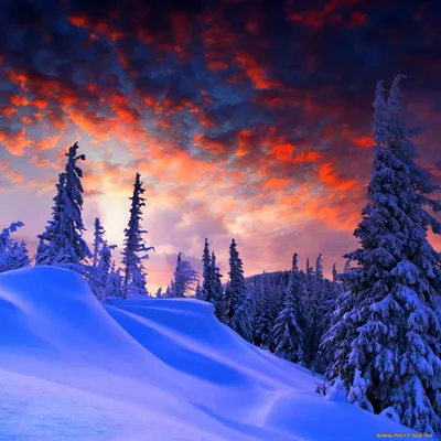 Обои Природа Зима, обои для рабочего стола, фотографии природа, зима, ели,  снег, небо, лес Обои для рабочего стола, скачать обои картинки заставки на рабочий  стол.